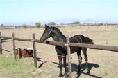 friesian-horses-gallery-49