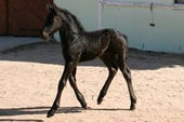 friesian-horses-gallery-50