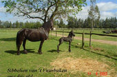 friesian-horses-gallery-51