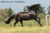 friesian-horses-gallery-53