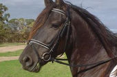 friesian-horses-gallery-56