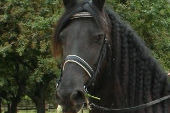 Friesian horses gallery 57