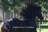 Friesian horses gallery 65