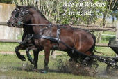 Friesian horses gallery 69