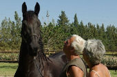 Friesian horses gallery 67