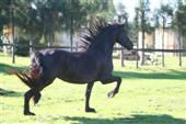 Friesian horses gallery 66