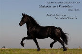 Friesian horses gallery 70