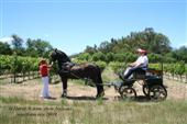 Friesian horses gallery 71