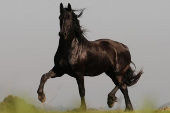 Friesian horses gallery 85