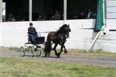 Friesian horses gallery 58