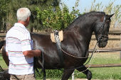 Friesian horses gallery 73