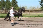 Friesian horses gallery 74