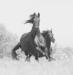 Friesian horse - Madelien Friesian horse - Madelien