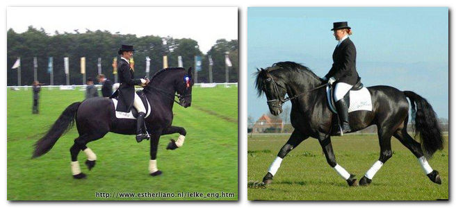 Friesian horses dressage Friesian horses dressage