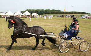 Friesian horses in sport Friesian horses in sport