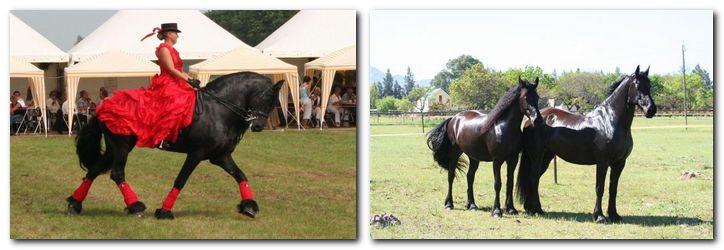 Friesian horses