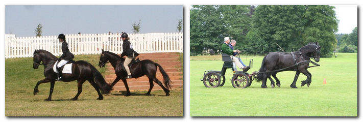 Friesian horses in sport