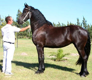 Friesian horse - Madelien Friesian horse - Madelien