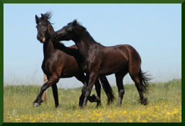 Friesian Horse