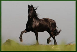 Friesian Horse