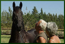 Friesian Horse