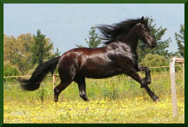 Friesian Horse