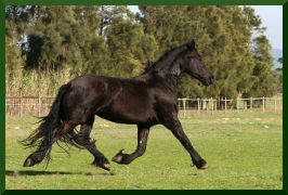 Friesian Horse