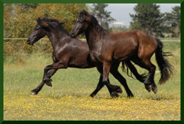 Friesian Horse