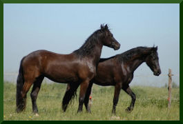 Friesian Horse