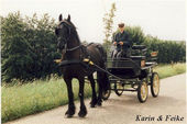 Friesian Horses 1992 02