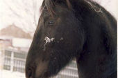 Friesian Horses 1992 03