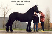 Friesian Horses 1992 05