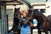 Friesian Horses 1992 06