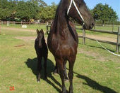 Friesian horse breeding 01