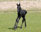 Friesian horse breeding 02