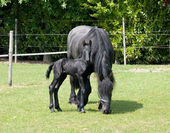 Friesian horse breeding 04