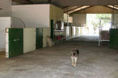 Friesch Paarden Centrum - for sale 06