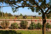 Friesch Paarden Centrum - for sale 21