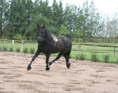 Ankelien van 't Vuurbaken