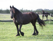 Lolsje van 't Oost