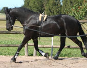 Sibbelien in training 2009