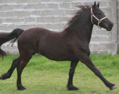 Tjardalien van 't Vuurbaken